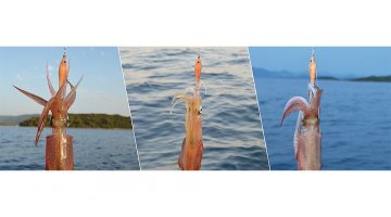 ΚΑΛΑΜΑΡΙΕΡΑ DTD SOFT REAL FISH 1.5 ΣΙΛΙΚΟΝΟΥΧΑ - PAGRO / ΦΑΓΚΡΙ