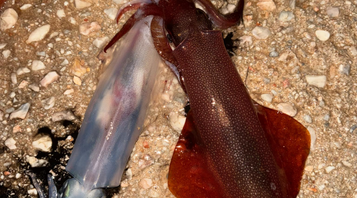 ΚΑΛΑΜΑΡΙΕΡΑ TRABUCCO FIERCE SQUID JIG 2.5