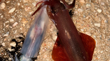 ΚΑΛΑΜΑΡΙΕΡΑ TRABUCCO FIERCE SQUID JIG 2.5