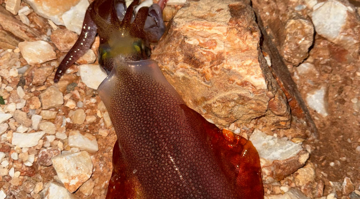 ΚΑΛΑΜΑΡΙΕΡΑ TRABUCCO FIERCE SQUID JIG 2.5