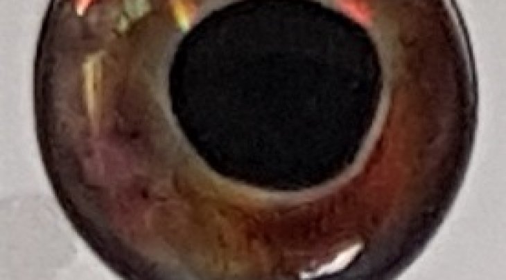 ΜΑΤΑΚΙΑ GFS 4D LIVE EYES 18mm ΠΟΡΤΟΚΑΛΙ/ORANGE 