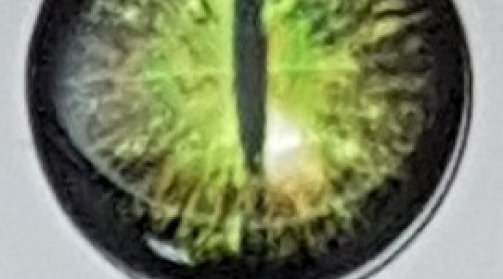 ΜΑΤΑΚΙΑ GFS 4D LIVE EYES 20mm ΜΑΤΙ ΦΙΔΙΟΥ/SNAKES EYE