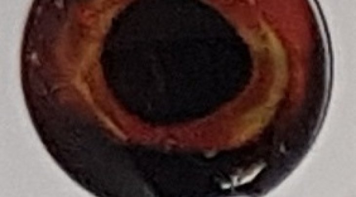 ΜΑΤΑΚΙΑ GFS 4D LIVE EYES 12mm ΠΟΡΤΟΚΑΛΙ/ORANGE 