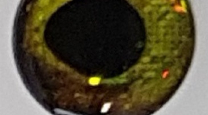 ΜΑΤΑΚΙΑ GFS 4D LIVE EYES 12mm ΚΙΤΡΙΝΟ /YELLOW 