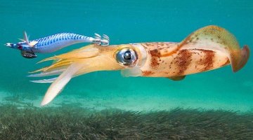 ΚΑΛΑΜΑΡΙΕΡΑ DTD REAL FISH OITA 3.0 /16.2gr