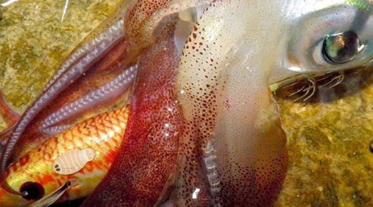 ΚΑΛΑΜΑΡΙΕΡΑ DTD REAL FISH OITA 3.0 /16.2gr