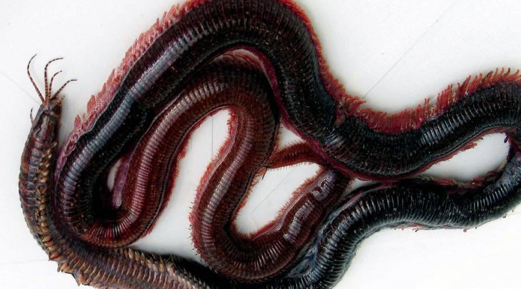 ΦΑΡΑΩ